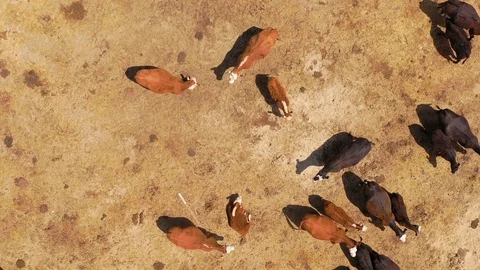 Nice aerial straight down over cattle and cows grazing on the Carrizo Plain Vídeos de archivo 114002180