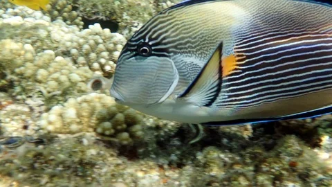 Nice but aggressive Tropical Fish Surgeon. Red sea Egypt Stock-Footage 125994019