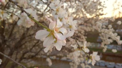 Nice almond blossoms during an springtime sunny day Video stock 124426436