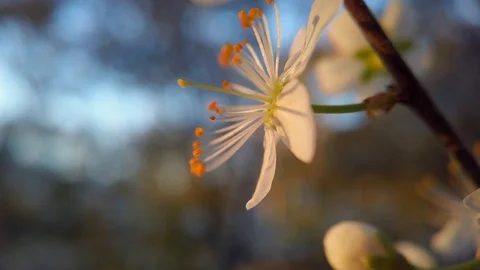 Nice almond flower during sunset with blurry background macro shot (4k) Video stock 129430892