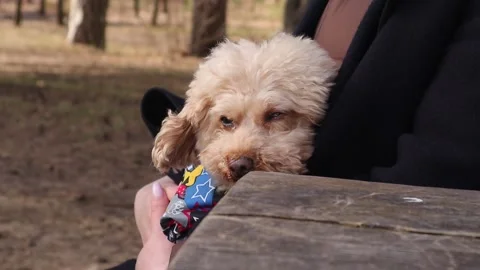 Nice and cute puppy Stock Footage 151646659