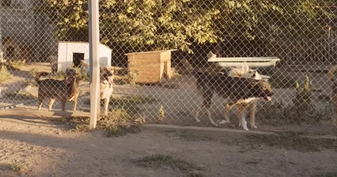 Nice and friendly dogs waiting for adoption. Helping stray animals concept Stock Footage 141593828