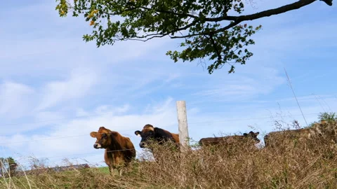 Nice Angle of Cow Looking Over Fence As The Heifer Also Approaches To Look Stock-Footage 200986434