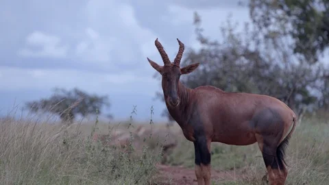 A nice antelope standing out in the landscape of africa, akagera national park. Stock Footage 112155211