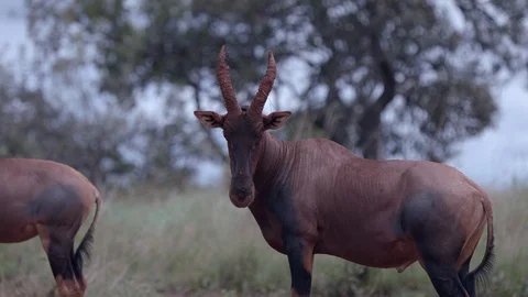 A nice antelope standing out in the landscape of africa, akagera national park. Stock Footage 112155786