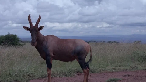 A nice antelope standing out in the landscape of africa, akagera national park. Stock Footage 112156343