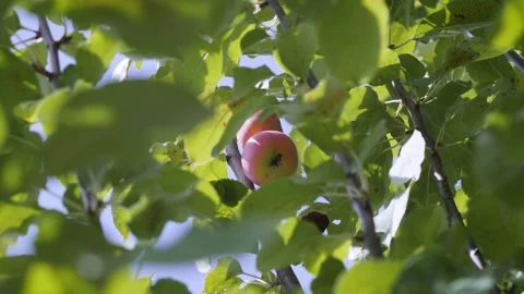 Nice apples in a young tree. Apple tree, cool fruits Stock Footage 162500006