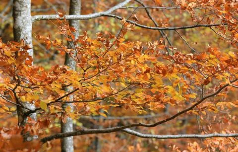 Nice autumn beech twigs Stock Photos