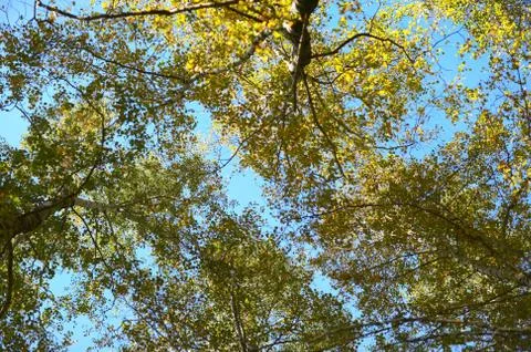 Nice autumn forest 스톡 사진