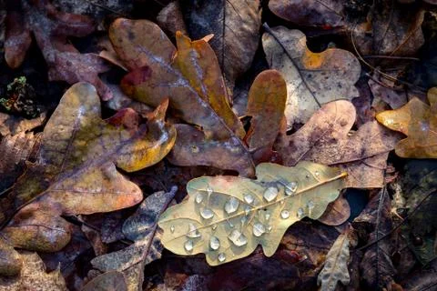Nice autumn leafage Stock Photos