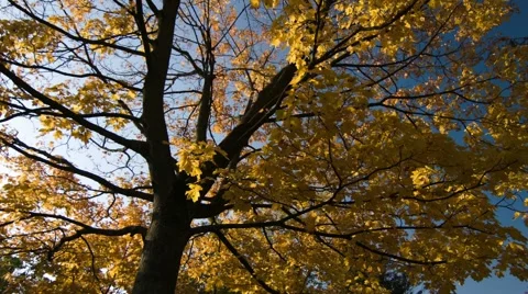 Nice autumn tree with black trunk against blue sky background. Stock Footage 42753784