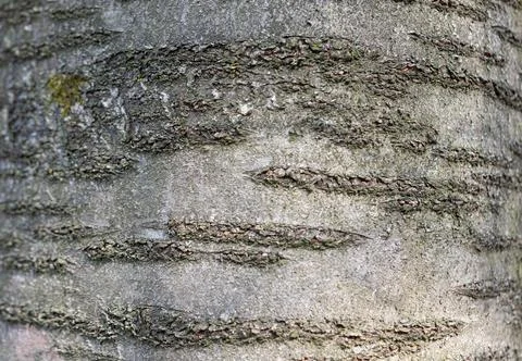 Nice background texture cherry tree Stock Photos