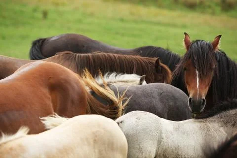 Nice batch of horses together Stock Photos