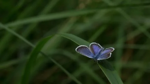 Nice batterfly on the grass Stock Photos