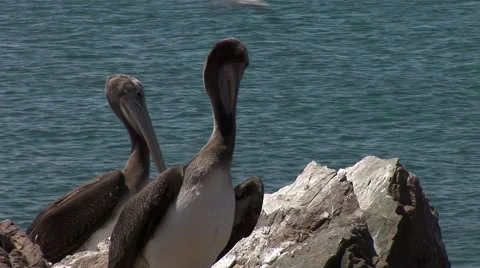 Nice Bay in Peru (Paracas) Stock Footage 48749102