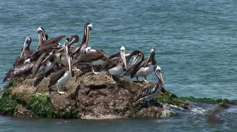 Nice Bay in Peru (Paracas) Video stock 48749209