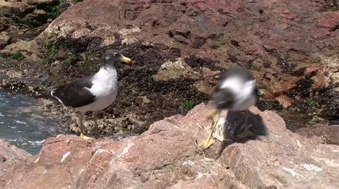 Nice Bay in Peru (Paracas) Stock-Footage 48749243