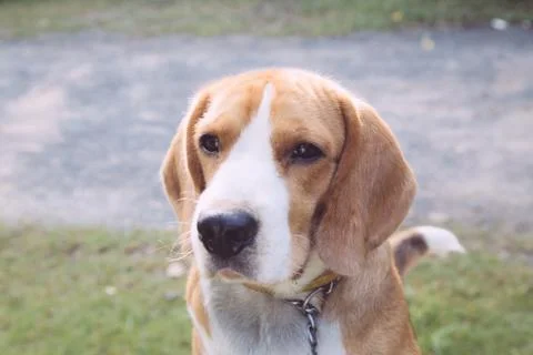 Nice beagle dog boy looking Stock Photos