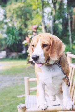 Nice beagle dog boy looking Stock Photos