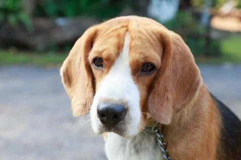 Nice beagle dog boy looking Stock Photos