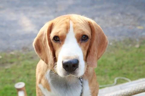 Nice beagle dog boy looking Stock Photos