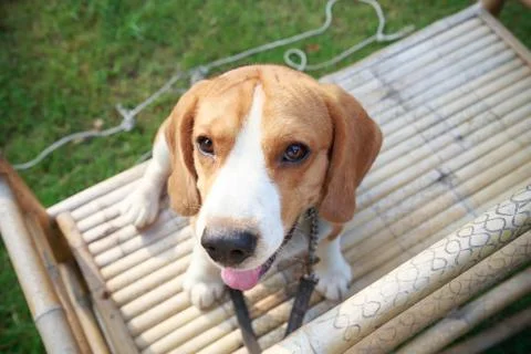 Nice beagle dog boy looking Stock Photos