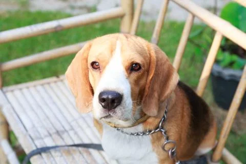 Nice beagle dog boy looking Stock Photos