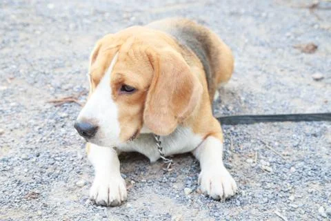 Nice beagle dog boy looking Stock Photos