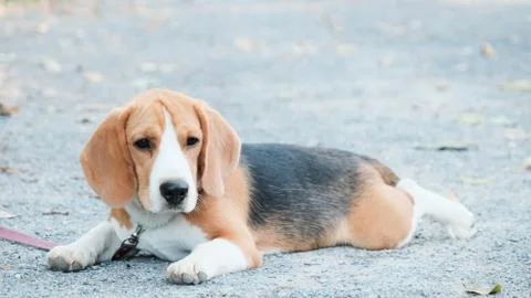 Nice beagle dog boy Stock Photos