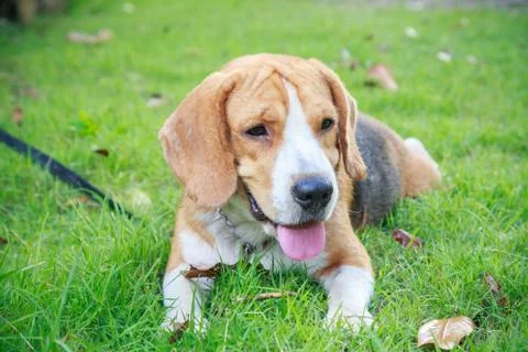 Nice beagle dog boy Stock Photos