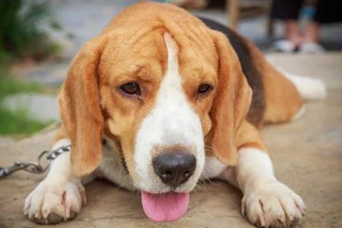 Nice beagle dog boy Stock Photos
