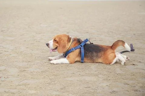 Nice beagle dog boy Stock Photos