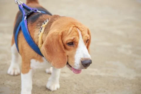 Nice beagle dog boy Stock Photos