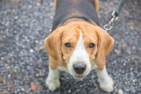 Nice beagle dog boy Stock Photos
