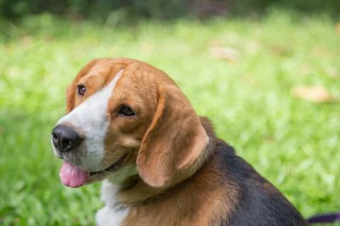 Nice beagle dog boy Stock Photos