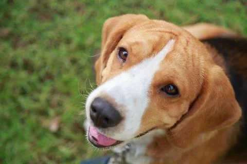 Nice beagle dog boy Stock Photos