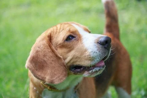 Nice beagle dog boy Stock Photos