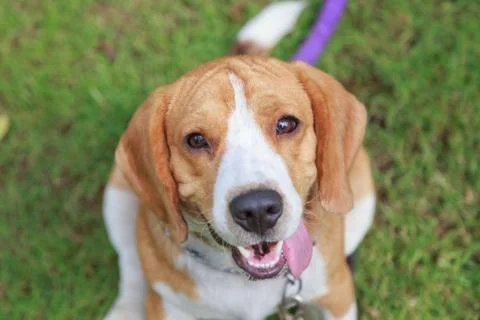 Nice beagle dog boy Stock Photos