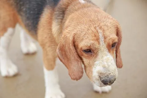 Nice beagle dog Stock Photos