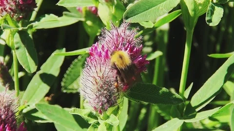 Nice bee working hard for honny Video stock 96190380