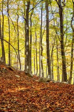 Nice beech forest in autumn in Spain, mountain Montseny Stock-Fotos