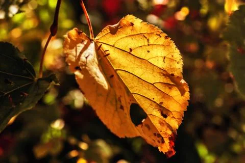 Nice big autumn leaf Stock Photos