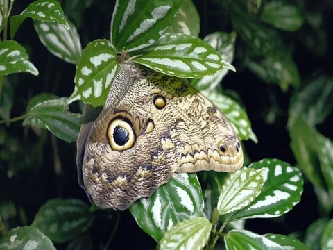 Nice big butterfly on leaf. Close-up of sitting butterfly on green plant. 库存影片 80983201