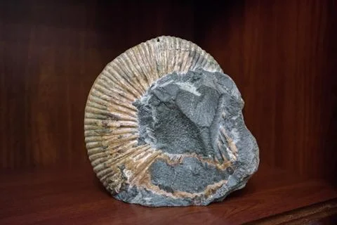 Nice big decorative gold shell in stone Stock Photos