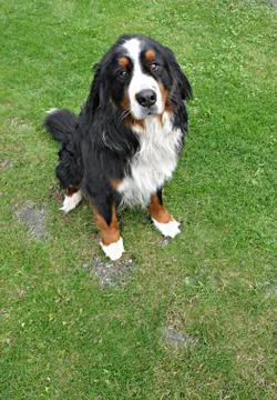 Nice big dog Foto stock