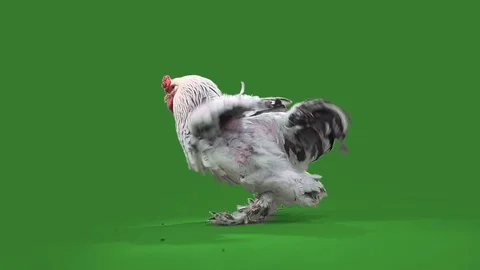 Nice big rooster Stock Footage 70554452