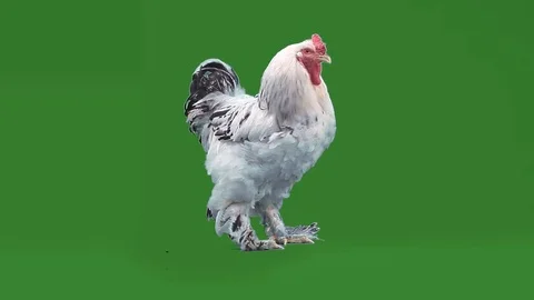 Nice big rooster Stock Footage 70554578