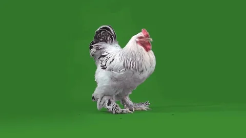 Nice big rooster Stock Footage 70554817