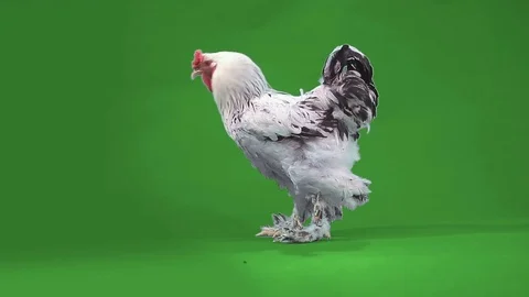 Nice big rooster Stock Footage 70555188