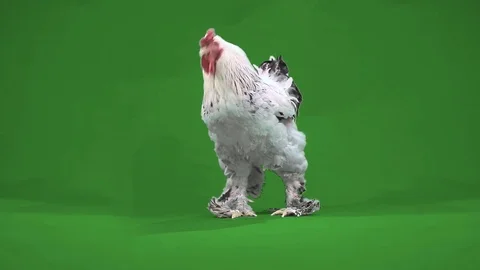 Nice big rooster Stock Footage 70555974